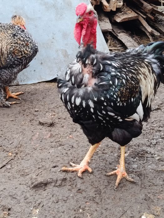 Cocosi moțați ,golași talie f mare