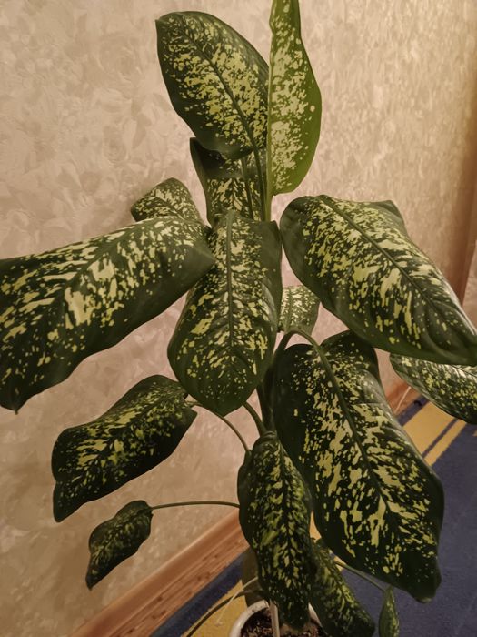 Комнатные цветы.