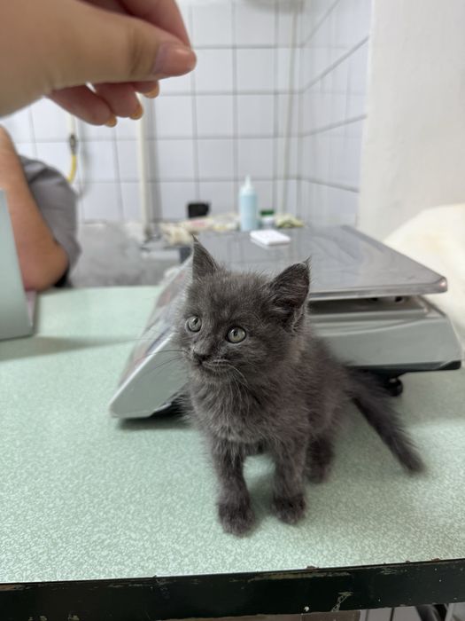 Отдается котенок в добрые руки