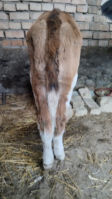 Ona bola sigir bolasi buqacha