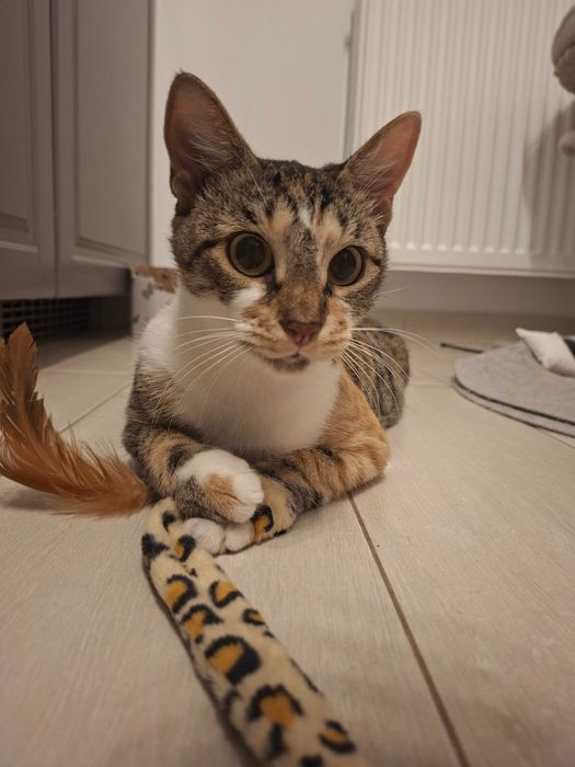 Anunt Adoptie Pisca- Tisa