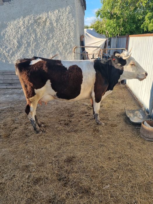 Сүтті сиыр сатылады