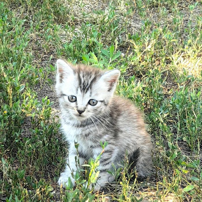 Отдам котят в ассортименте