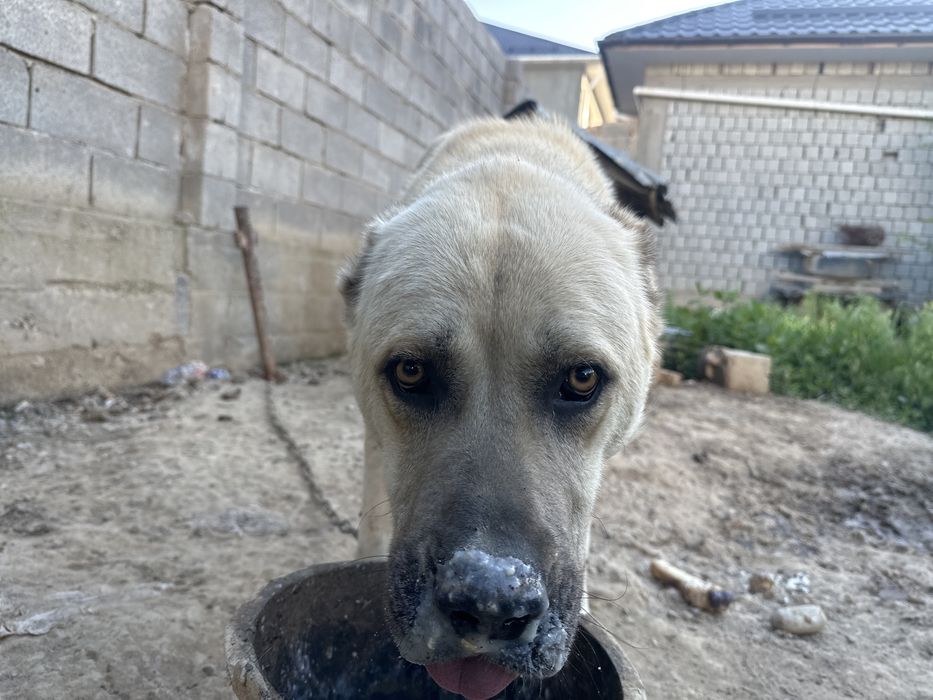 Алабай чистый порода