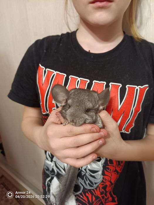 Продам шиншилу  девочку