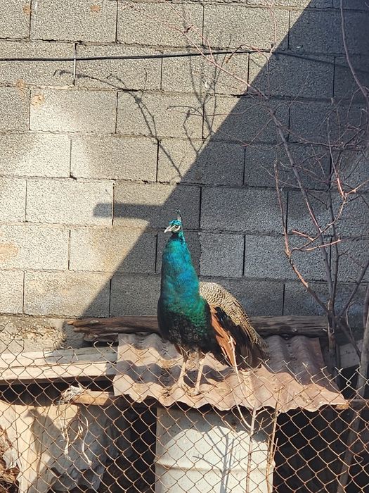 Продаётся ком интересно