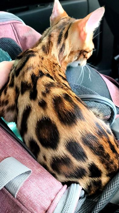 Леопардовые КОТЯТА!