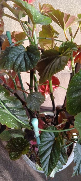 Бегония, диффенбахия