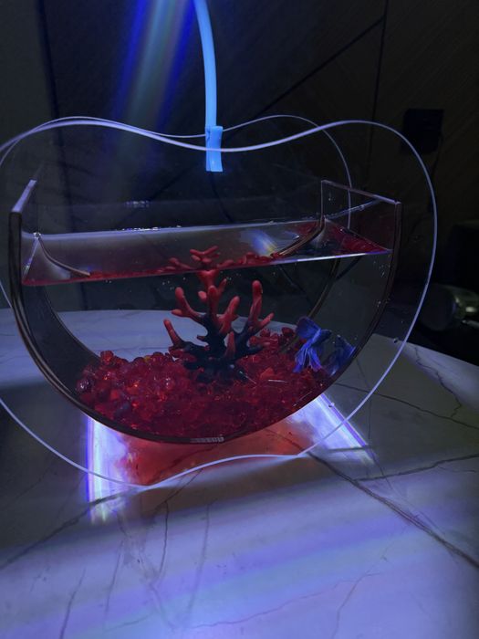 Рыба,подарок,аквариум,рыба в аквариуме,подарок для девушку