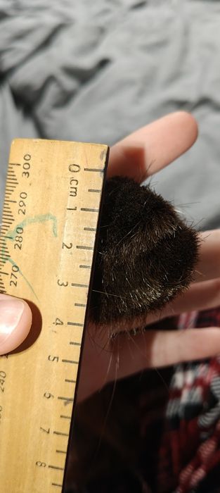 2 cozi păr castaniu natural copil, nevopsit, netratat, în stare foarte bună, verificați detaliile mai jos