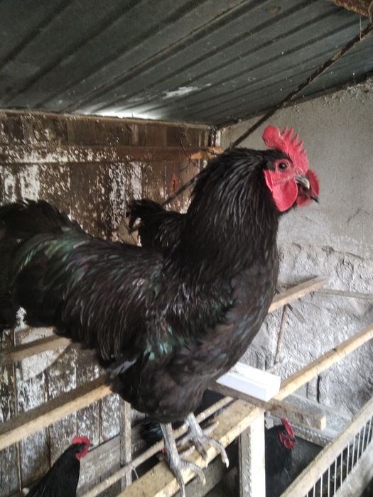 Vind cocoș australop