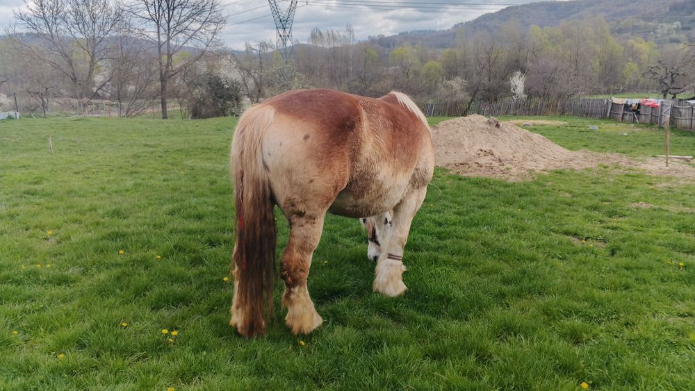 Vând iapa gestanta foarte mare
