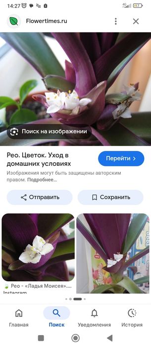 Продам комнатные цветы