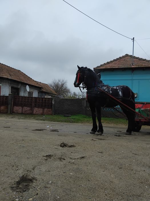 Armasar ,Vârstă 9 ani