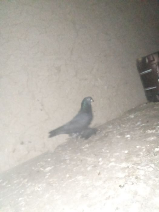 Кеп сатылады сатылады