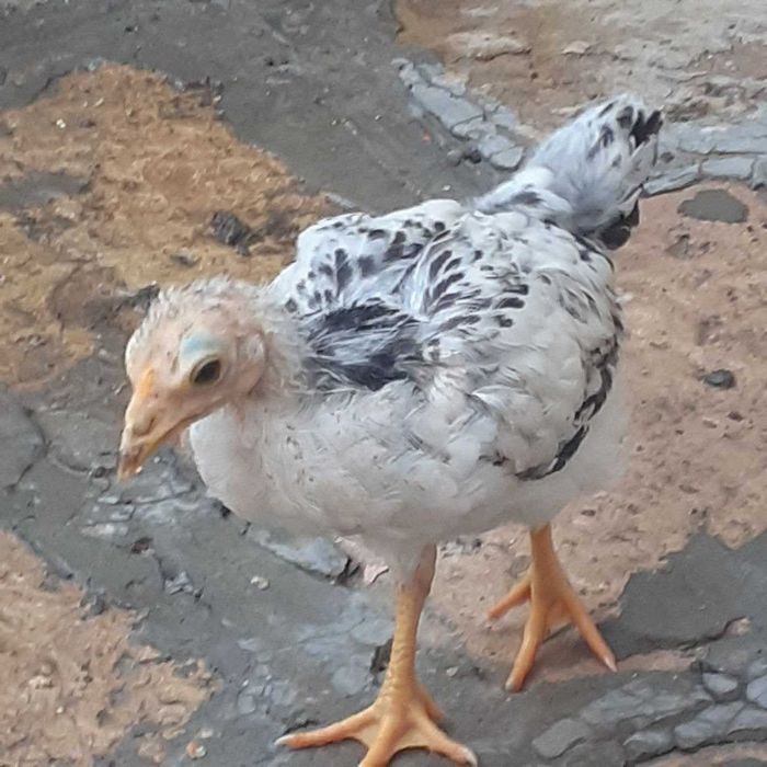 Жужалар, 2 ойлик дакан