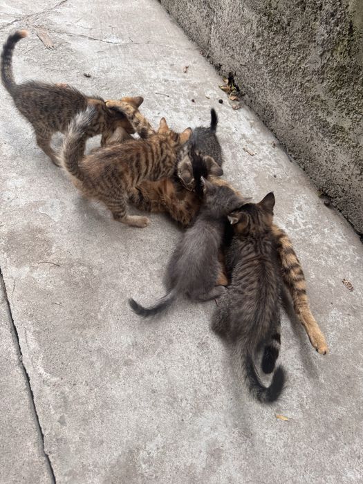 Котята 2,5 месяца