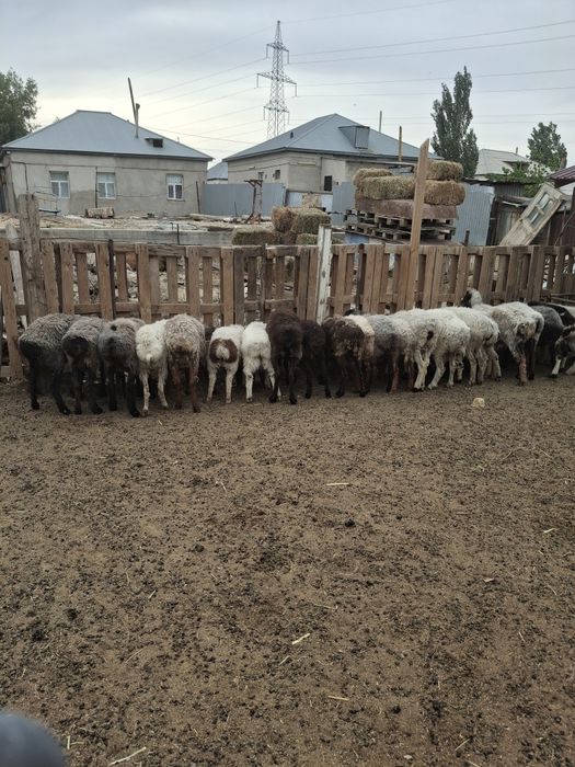 Кои Баран кол жетимди багада
