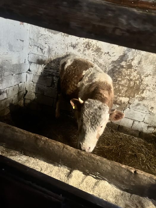 Бычки на откорме стоят