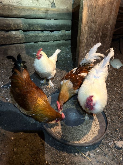 Продам петухов !