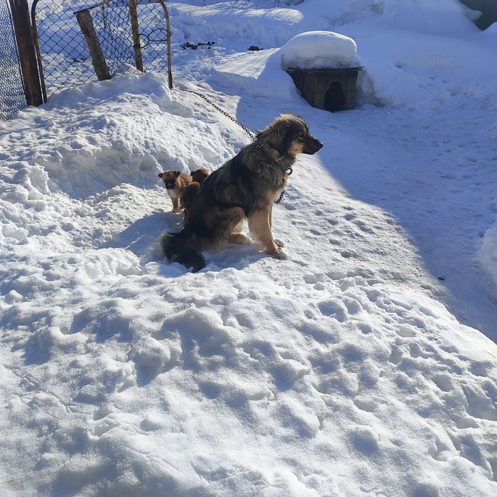 Отдам щенка в хорошие руки