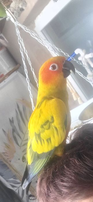 Papagal SunConure