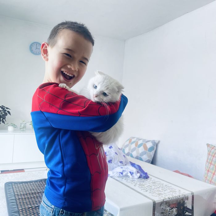 Отдам даром кошку