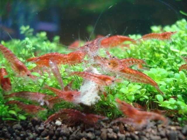 Продаются аквариумные креветки.