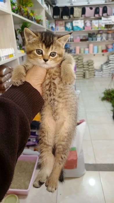 Продается Шиншилла