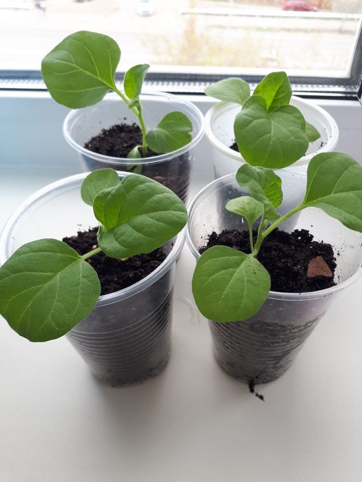 Рассада перцы и баклажаны