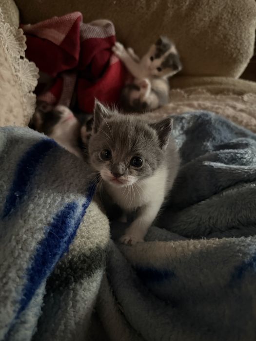 Котята красивые