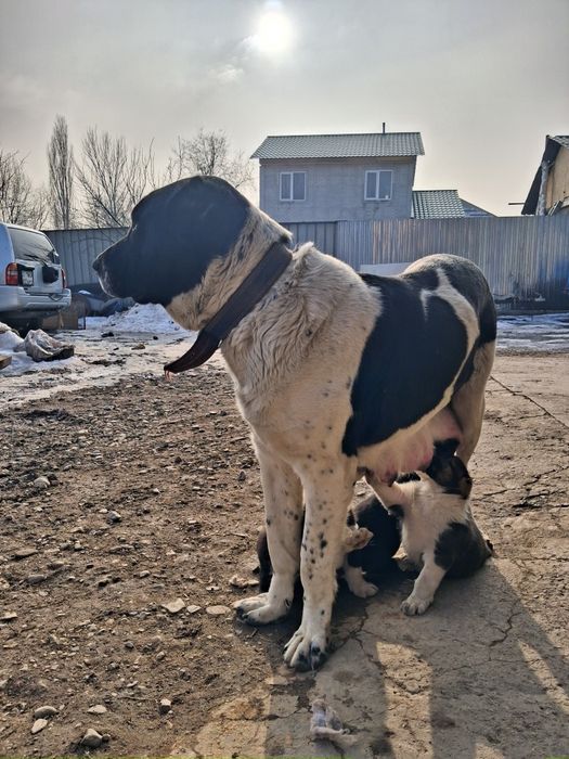 Продам сучку алабая.  Возрост  3 года.