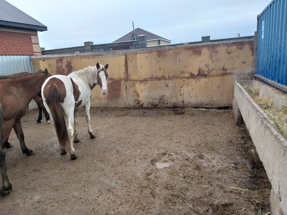 Жылкылар сатылады