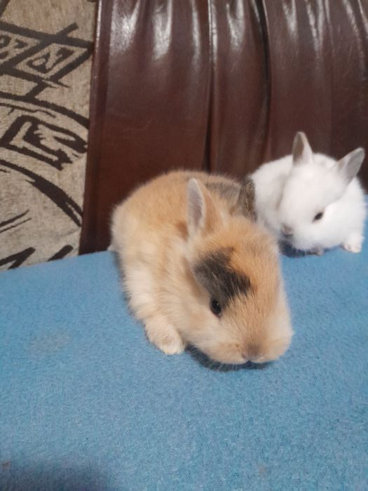 Iepurasi pitici pt copii cuminti