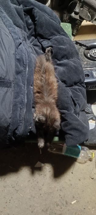 Котенок 3 месяца