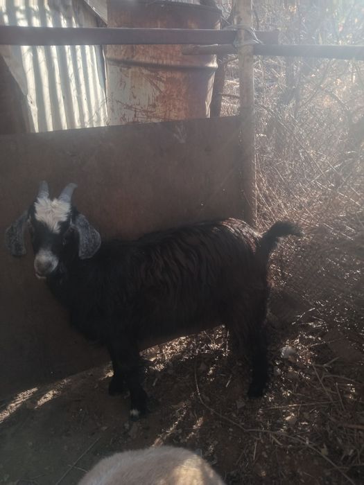 Продаётся козлята и козёл