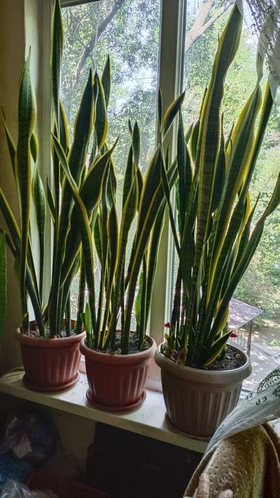 Цветы домашние в отличном состояние