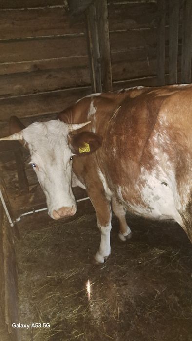 Vacă cu vitel de vînzare tînărâ la prima fătare