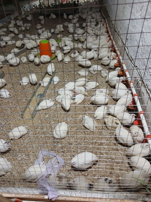 Bedona, go'shti jojalari tuxumlari sotiladi inkubator xizmati ham bor