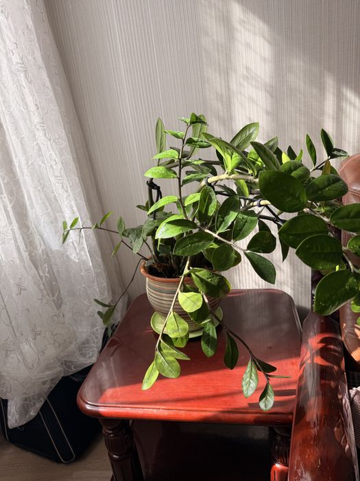 доллоровое дерево