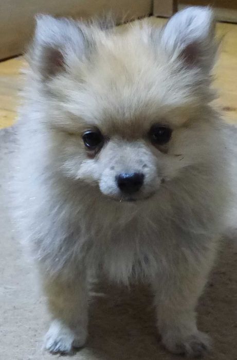 Vind Spitz-Pomeranian , baiat