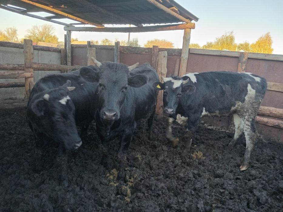 Продам тёлок с откорма