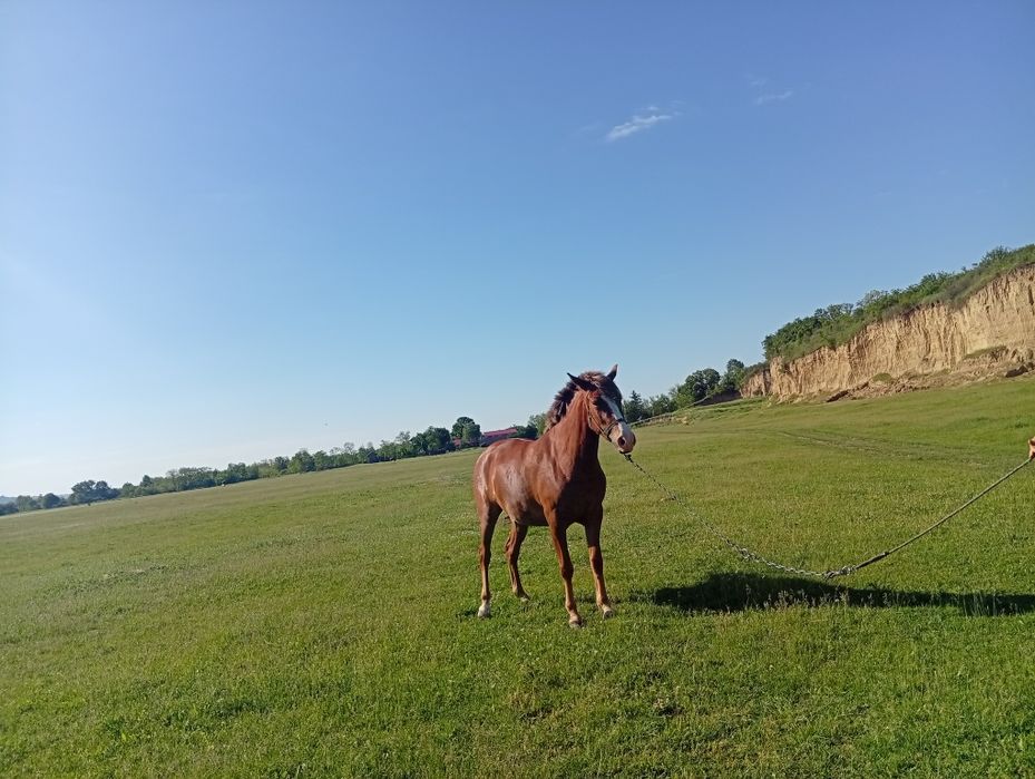 Vând iapă 4ani Nr de telefon 0746336292
