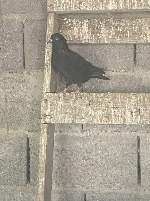 Бакинцы челкар есть