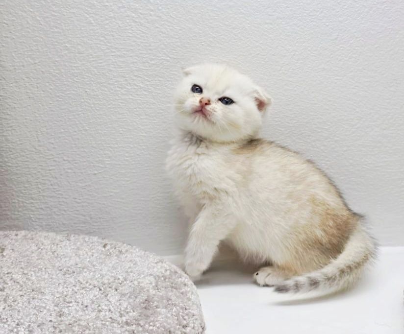 Вислоухая кошечка*