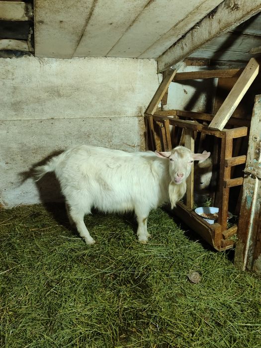 козлы 1 год 3 года