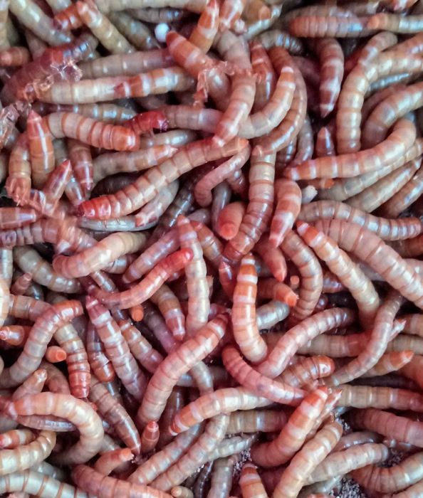 VIERMI DE FAINA Tenebrio molitor și Superworms
