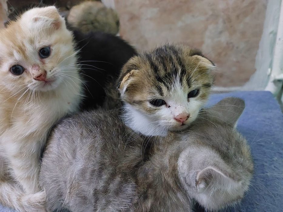 Котята в хорошие,добрые руки