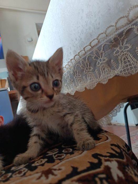 Котята Кызлорда 4 котенка