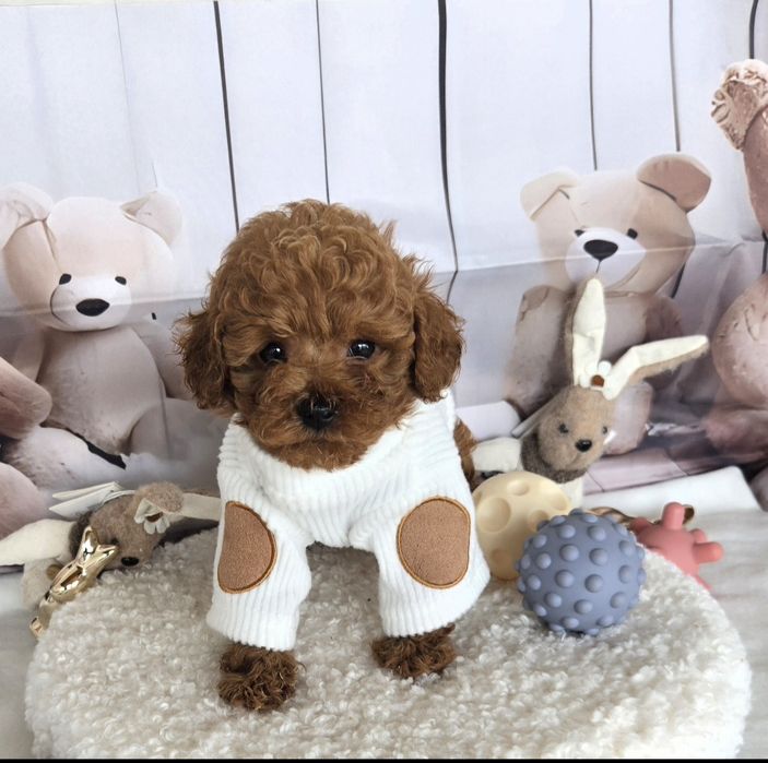 Пудел той /Poodle toy с родословие